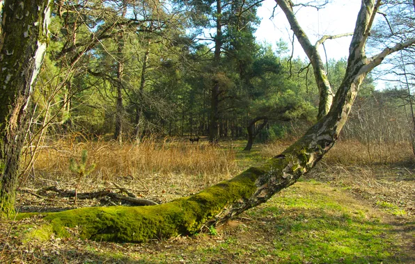 Forest, park, leaning, tree trunk, forest moss
