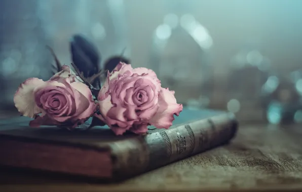 Картинка цветы, розы, книга