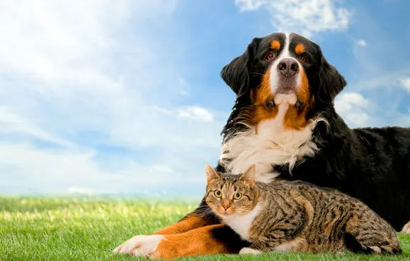 Картинка кошка, трава, собака, лужайка