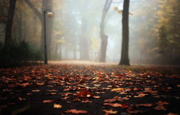 Осень, природа, парк