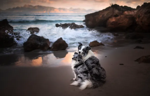 Море, собаки, океан, скалы, парочка, две собаки