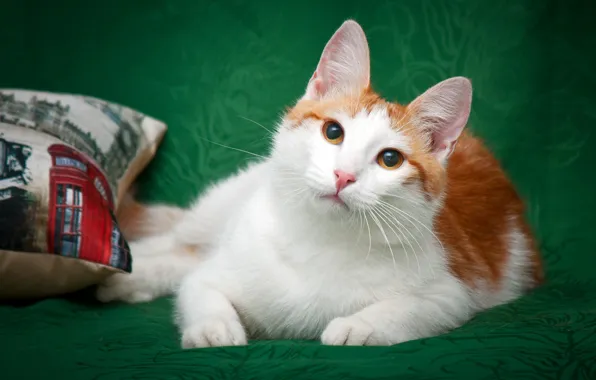 Кошка, белый, кот, взгляд, зеленый, котенок, фон, покрывало