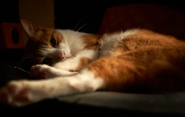 Картинка кошка, кот, лапы, лежа, бело-рыжий