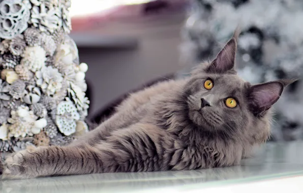 Зима, кошка, кот, взгляд, морда, серый, Рождество, Новый год