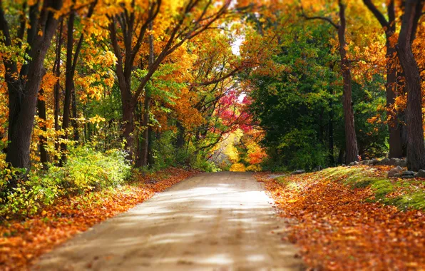 Дорога, осень, лес, листья, деревья, природа, парк, colors