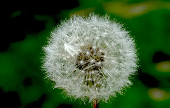 Макро, одуванчик, зеленая, beautiful, природа macro