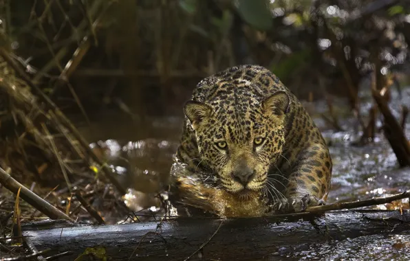 Картинка хищник, ягуар, Амазония, (фильм), Amazonia