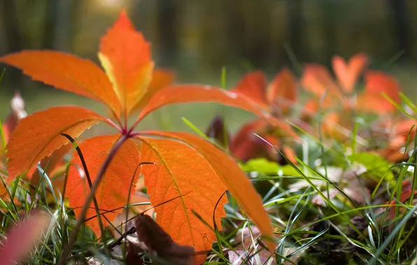 Трава, макро, цветы