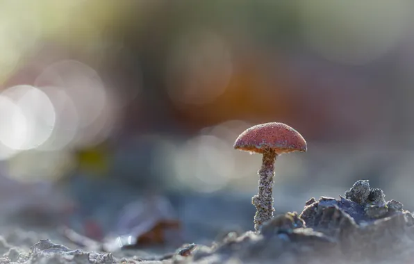 Картинка осень, природа, гриб