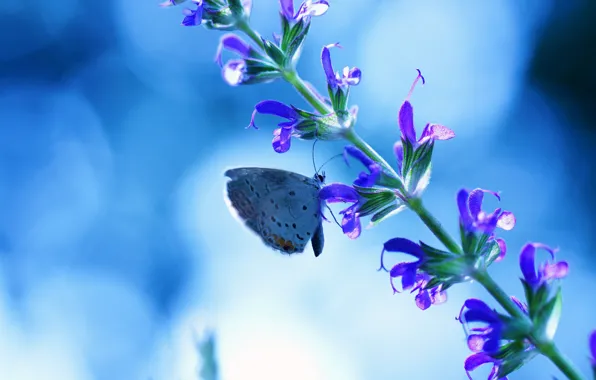 Цветок, синий, блики, фон, бабочка