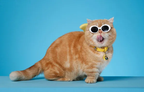 Язык, кошка, кот, взгляд, поза, котенок, фон, рыжий