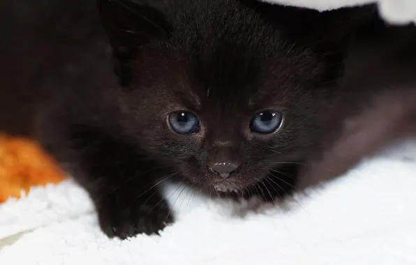 Картинка кошка, взгляд, черный, портрет, малыш, котёнок