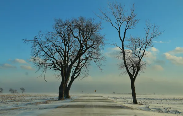 Картинка зима, дорога, поле, снег, деревья, поземка