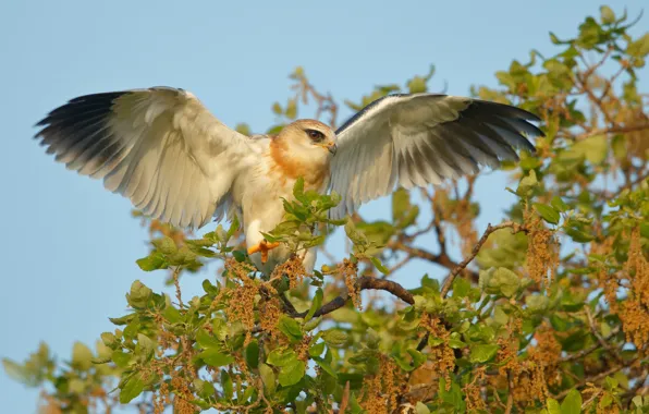 Птица, хищник, коршун, Чернокрылый дымчатый коршун, Black Winged Kite