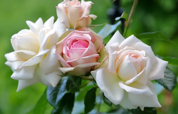 Макро, розы, лепестки, бутоны