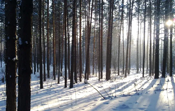 Картинка зима, лес, снег, сугробы, лучи солнца