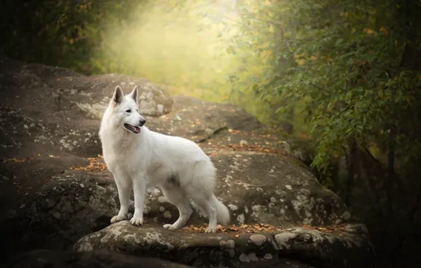 Картинка осень, камень, собака, Белая швейцарская овчарка