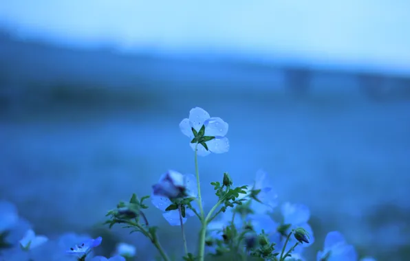 Капли, макро, цветы, природа, поляна, цвет, растения, голубые