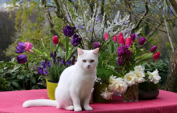 Кошка, белый, кот, взгляд, цветы, ветки, природа, поза