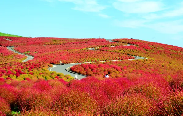 Поле, цветы, холмы, Япония, кусты, Национальный приморский парк Хитачи, Хитатинака, префектура Ибараки
