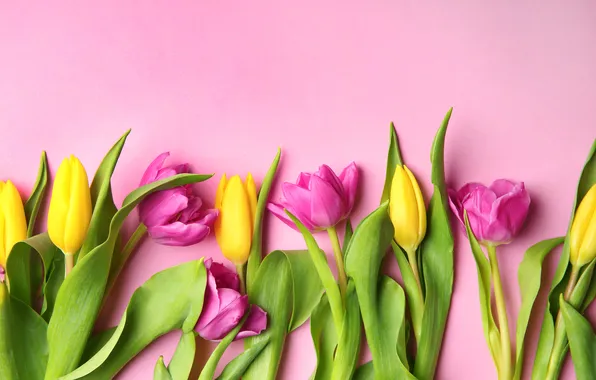 Картинка цветы, colorful, тюльпаны, yellow, flowers, tulips, spring, purple