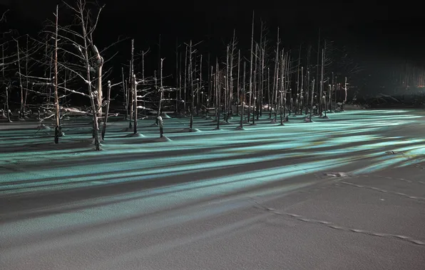 Картинка зима, лес, свет, снег, деревья, ночь, тень