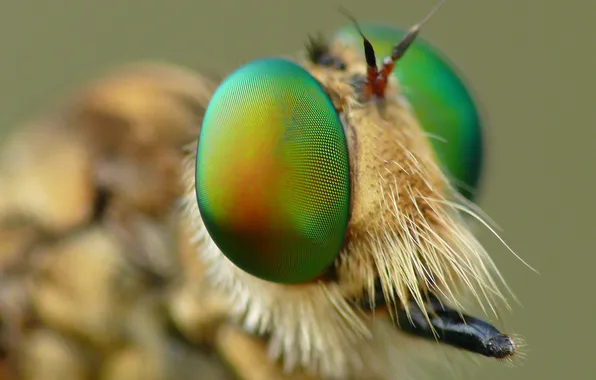 Глаза, муха, голова, насекомое