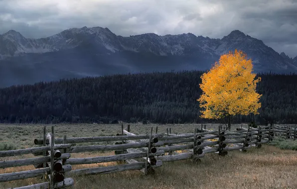 Картинка осень, лес, пейзаж, горы, тучи, природа, дерево, пасмурно