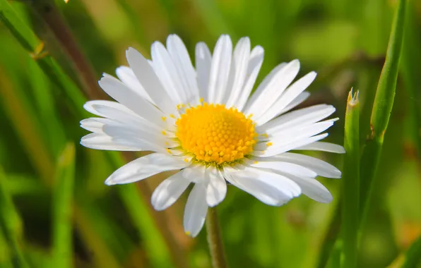 Flower, spring, daisy, blooming