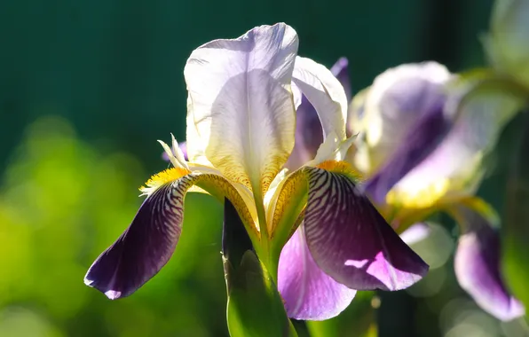 Flower, lily, blooming