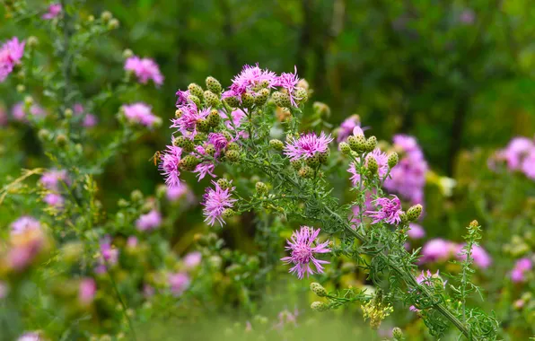 Flower, pink, meadow