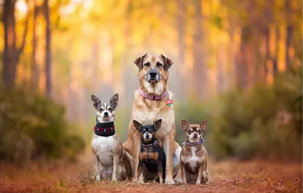 Картинка собаки, семья, bokeh, пинчер, Чихуахуа, chihuahua, dog family, dog breath