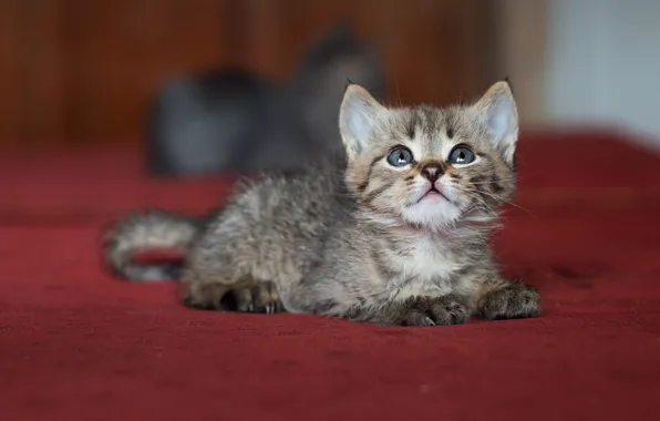 Кошка, взгляд, поза, котенок, серый, матрац, мордочка, котята