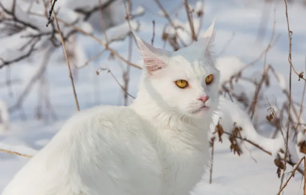 Зима, кошка, белый, кот, взгляд, свет, снег, ветки