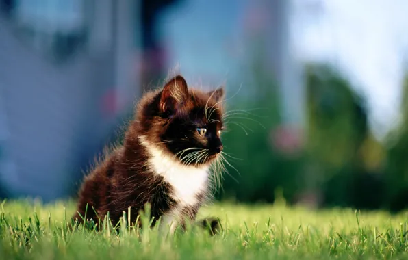 Кошка, трава, кот, город, котенок, черный