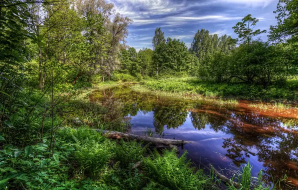 Картинка зелень, небо, трава, вода, солнце, облака, деревья, пруд