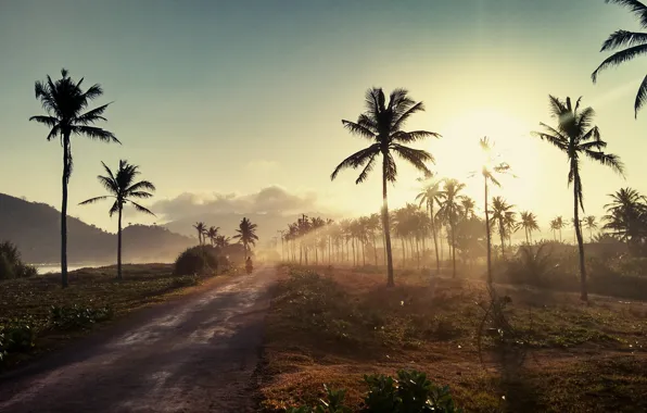 Road, sky, clouds, sun, palm trees, Asia, palms, Indonesia