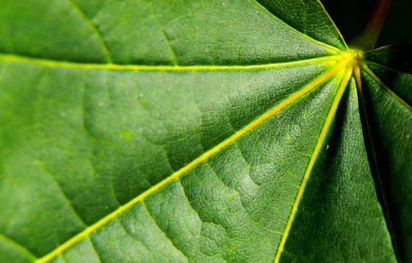 Green, leaf, plant