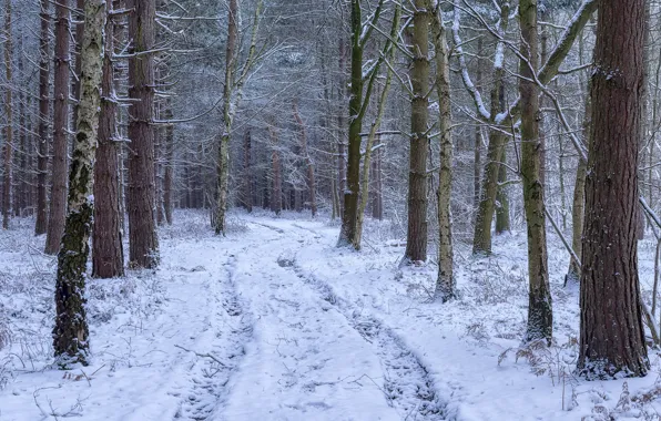 Зима, дорога, лес, снег