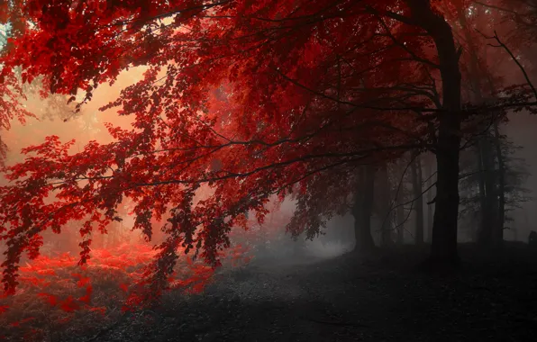 Картинка осень, деревья, красный, серый