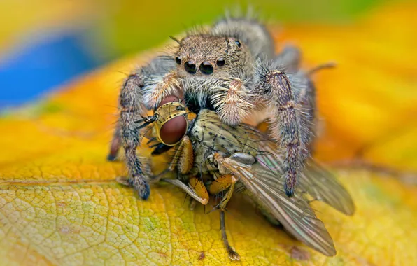Картинка макро, желтый, муха, фон, паук, хищник, листик, насекомое