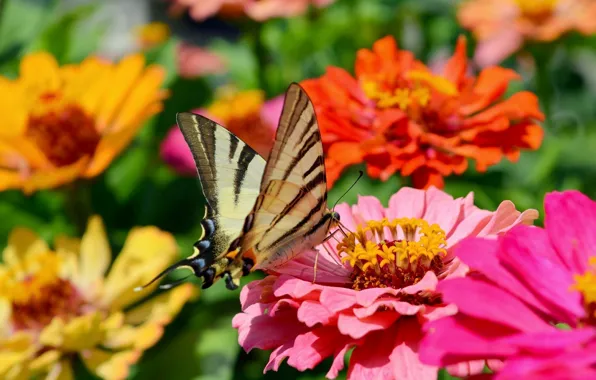 Картинка Макро, Цветы, Бабочка, Flowers, Macro, Butterfly