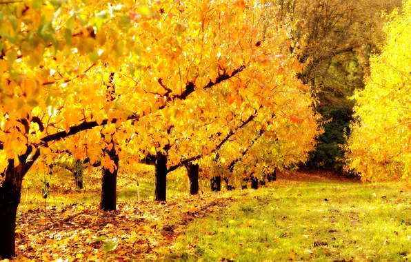 Осень, природа, сад, золотой