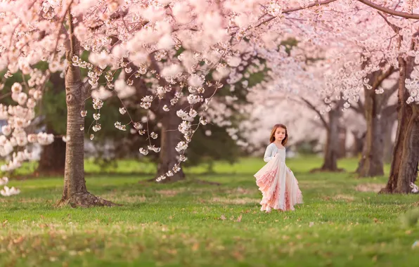 Картинка весна, девочка, цветение, Cherry blossoms