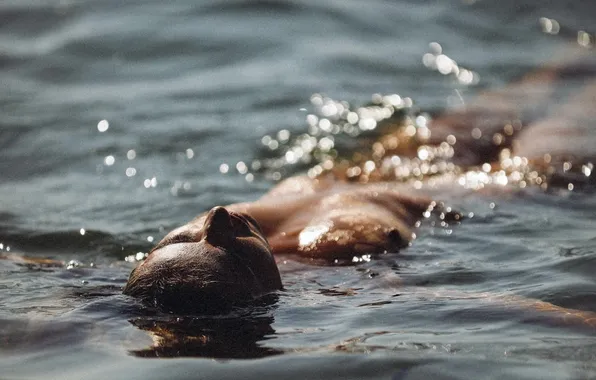 Вода, плавает, проблески, Clara Dassie