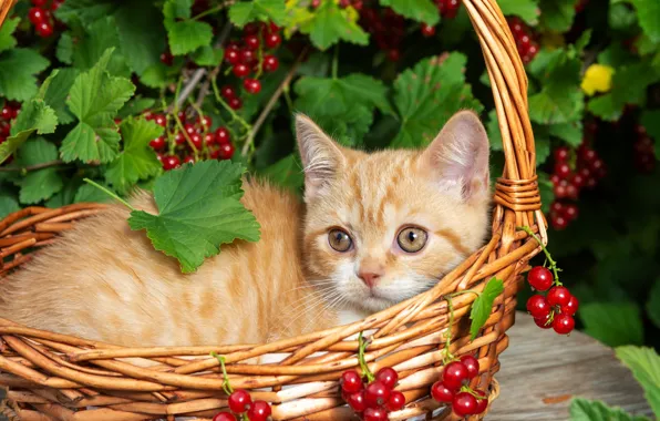 Кошка, лето, взгляд, листья, ягоды, котенок, стол, малыш