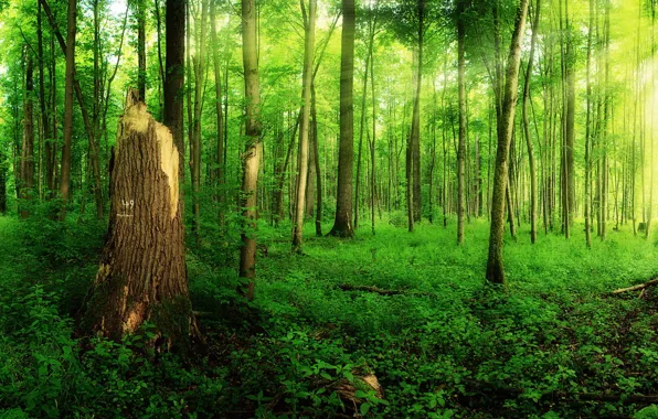 Лес, лето, природа