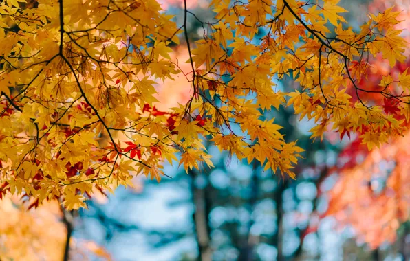 Осень, листья, colorful, клен, autumn, leaves, осенние, maple