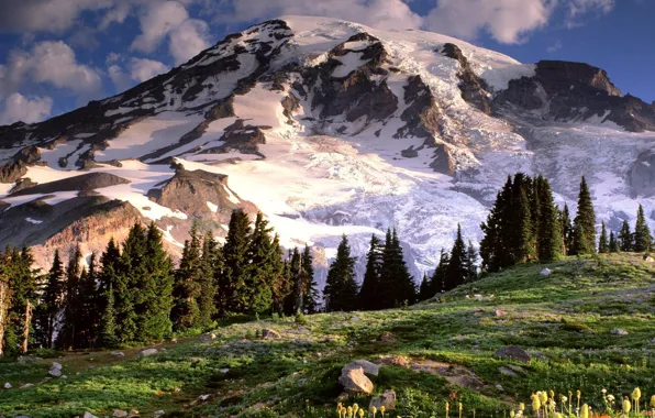 Пейзаж, природа, гора, Washington, Mount Rainier, лес Wildflowers