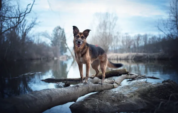 Картинка природа, озеро, собака